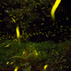 The fireflies show up between 8:30 and 9:30 p.m.